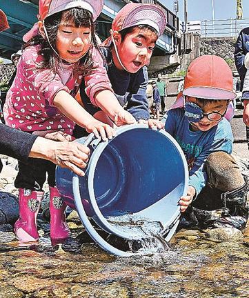 アユの稚魚を放流する園児＝益田市横田町、高津川水系匹見川
