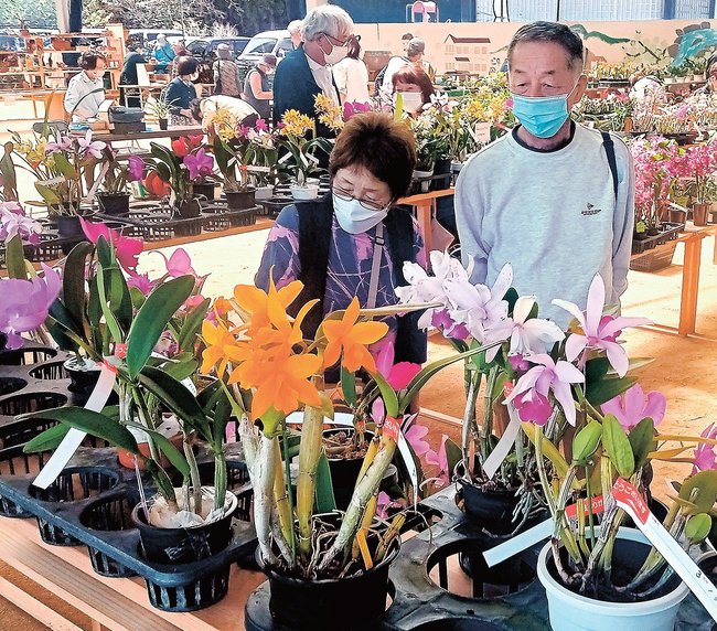 好みのランを探す来場者＝雲南市三刀屋町坂本、明石緑が丘公園
