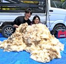 刈り取った羊毛を手にする笠木真衣さんと真人さん。羊１頭から約２キロの毛糸がとれるという＝大田市山口町