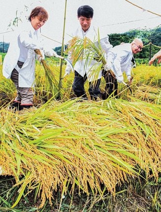 稲を刈り取る野原幸雄さん（中央）＝島根県奥出雲町大馬木