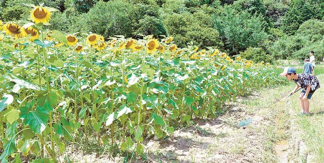 ヒマワリ畑で遊ぶ子どもたち＝松江市美保関町森山