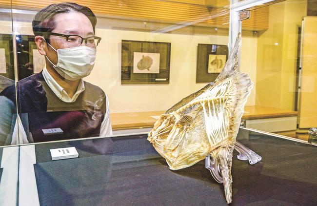 展示するマンボウの骨（右）について説明する大池明館長＝境港市花町、海とくらしの史料館