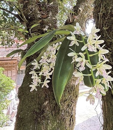 満開になったナゴランの花＝島根県隠岐の島町小路