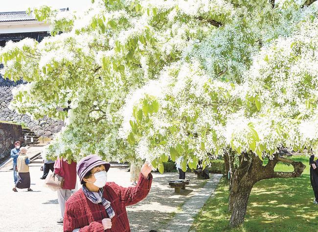 松江城山公園で満開になったナンジャモンジャ＝松江市殿町、同公園