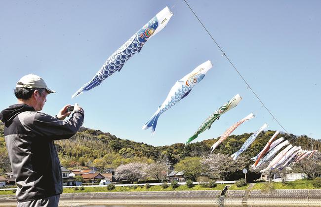 敬川の下流で掲揚され、春風に泳ぐこいのぼり＝江津市敬川町