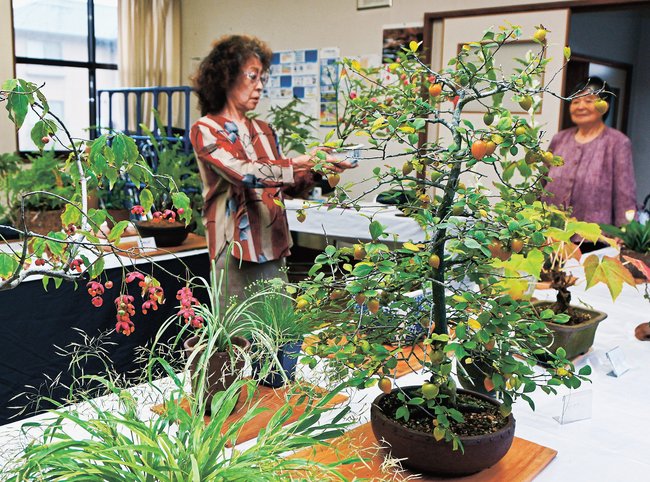 色とりどりの花や実をつけた山野草＝益田市乙吉町、乙吉公民館
