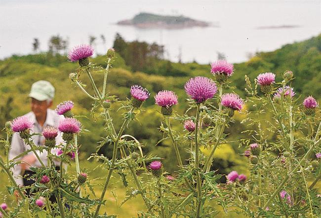 紅紫色の花を咲かせたオキノアザミ＝島根県隠岐の島町蛸木