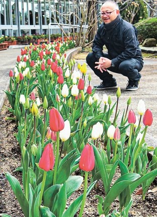 色づき始めたチューリップを紹介する岸真園長＝出雲市西新町２丁目、しまね花の郷