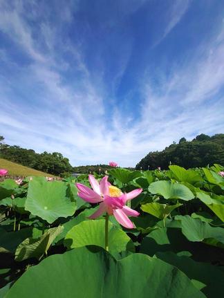 見頃を迎えた荒神谷史跡公園の古代ハス＝出雲市斐川町神庭