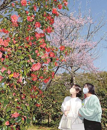 見頃を迎えたツバキを鑑賞する来場者＝雲南市大東町上佐世、心の駅陽だまりの丘
