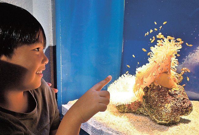 集団で泳ぐカクレクマノミを見る子ども＝浜田市・江津市、しまね海洋館アクアス