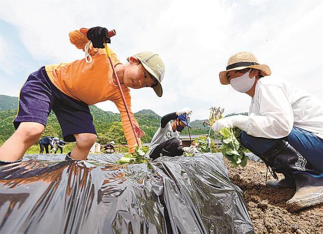 サツマイモの苗を植える参加者＝島根隠岐の島町大久