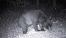 
          
島根県西部のセンサーカメラに写ったツキノワグマ（島根県提供）
        