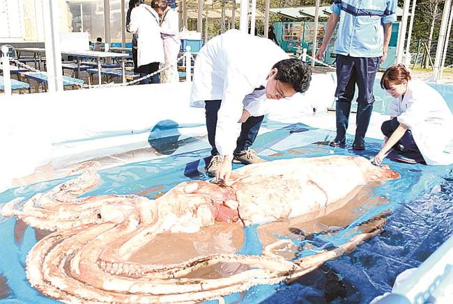 巻き尺を使ってダイオウイカの大きさを測る島根大の吉田真明准教授（左）ら＝しまね海洋館アクアス（浜田市・江津市）