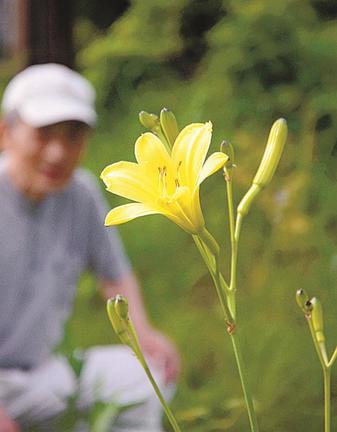 新緑を黄色の花で彩るユウスゲ＝雲南市三刀屋町給下、峯寺遊山荘