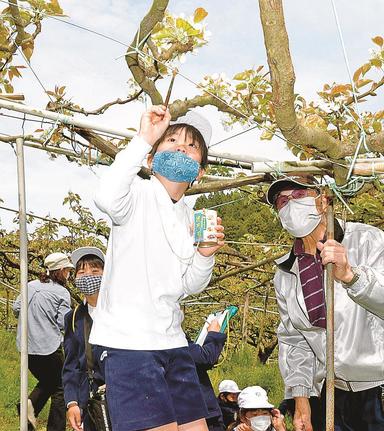 人工授粉作業を体験する児童＝安来市久白町