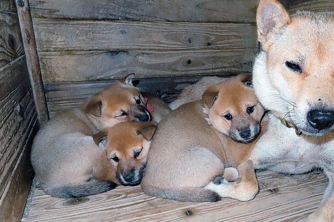 山陰柴犬の子犬（資料）