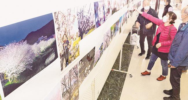 展示した桜の写真を確認する大田市文化協会の会員たち