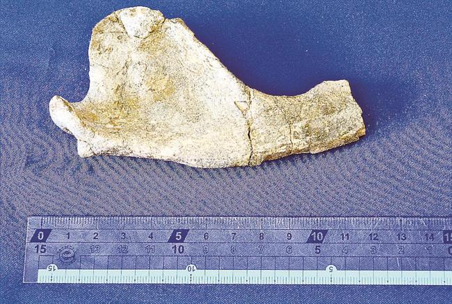 国内で初めて確認されたネオテリウムの下顎の化石＝島根県邑南町矢上、町役場
