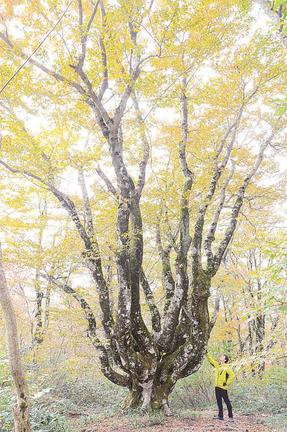 黄色く色付き始めたタコブナ＝島根県飯南町頓原、大万木山