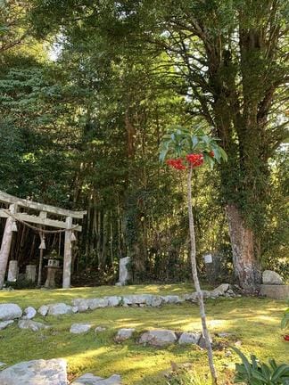 柿本人麻呂の遺髪を祭るとされる遺髪塚の敷地に自生する万両＝益田市戸田町