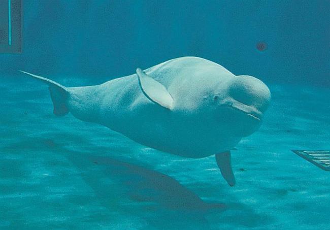 妊娠が確認されたシロイルカのアンナ＝浜田市・江津市、しまね海洋館アクアス