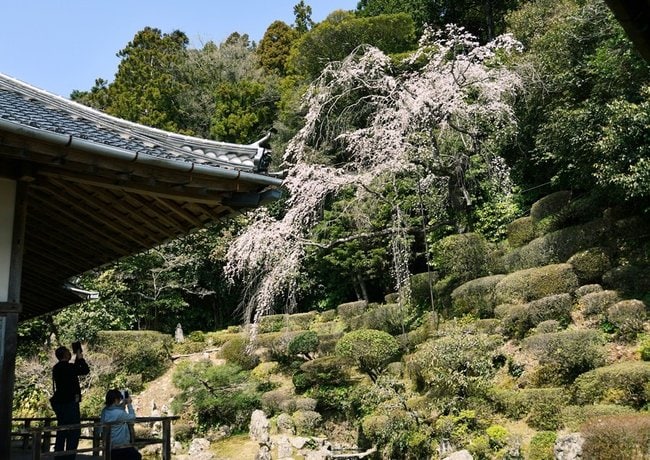 見ごろを迎えた医光寺のしだれ桜＝益田市染羽町