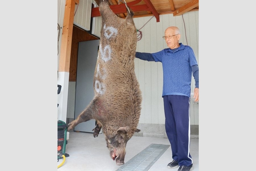 巨大イノシシ、またも捕獲 2年前の「山の主」兄弟！？ 推定130