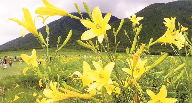 三瓶山を背景に咲き誇るユウスゲ＝大田市三瓶町、西の原