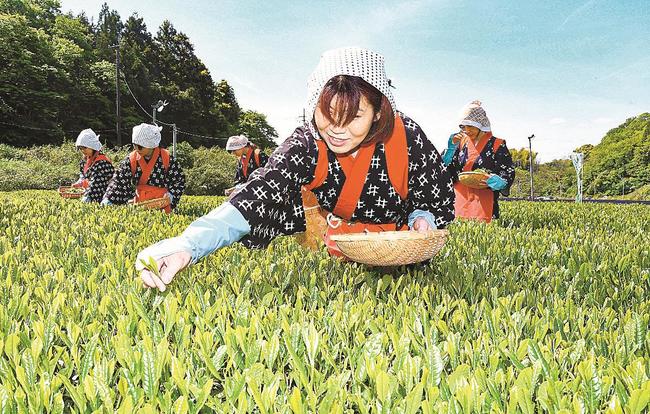茶畑で新茶を手摘みする早乙女姿の女性たち＝出雲市園町