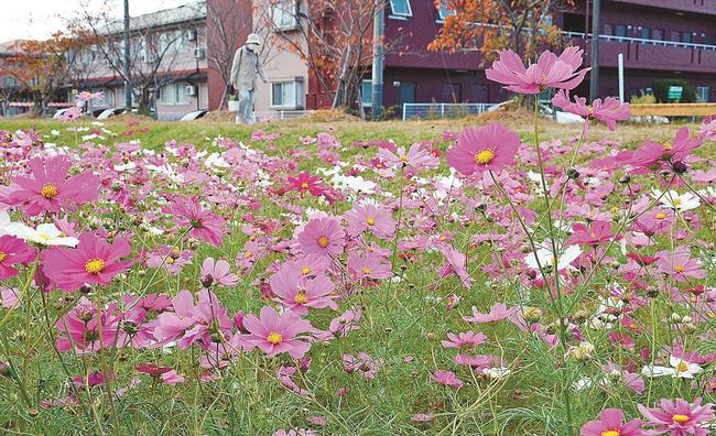 満開で見頃を迎えたコスモス＝松江市西川津町