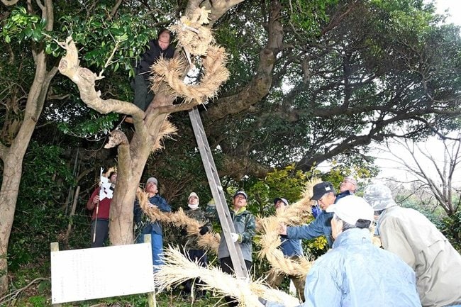 神木にわらでできた蛇を巻き付ける住民＝島根県知夫村