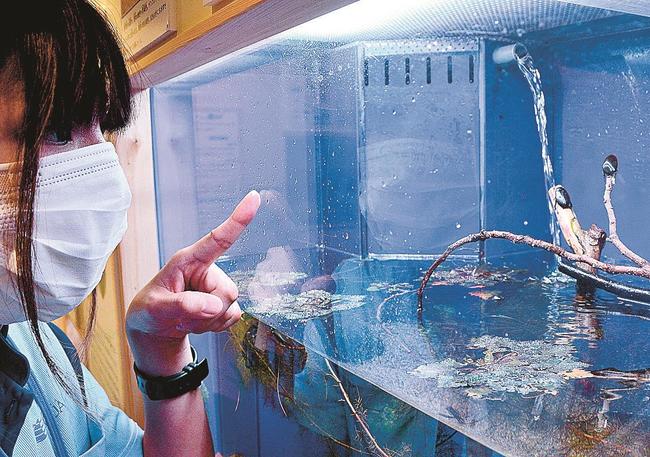 水槽内に置かれた木の枝で留まるクロゲンゴロウ＝浜田市・江津市、しまね海洋館アクアス