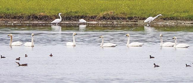 米子水鳥公園に今季初めて飛来し、水面に横一列に並んだ７羽のコハクチョウ＝９日朝、鳥取県米子市（米子水鳥公園提供）