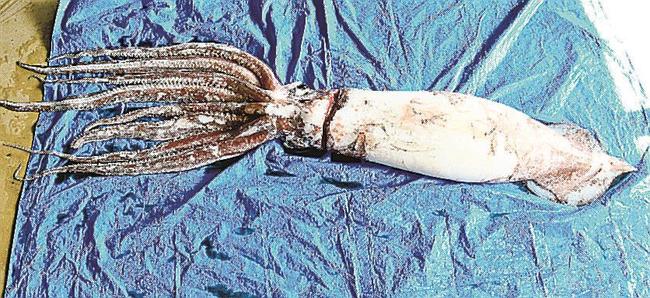 精子塊が付着していたダイオウイカ（宮津エネルギー研究所水族館提供）