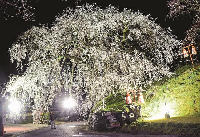 ライトアップされた段部のしだれ桜＝雲南市加茂町三代