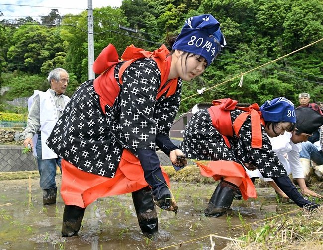 稲の苗を手植えする早乙女姿の高校生=島根県津和野町名賀