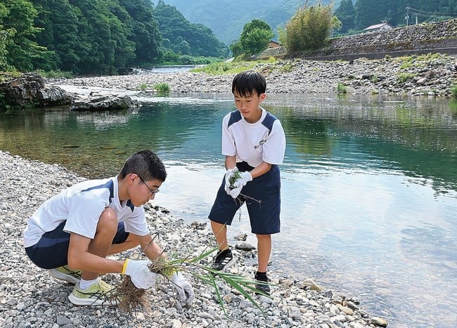草を抜き、川辺をきれいにする生徒＝島根県吉賀町柿木、福川川