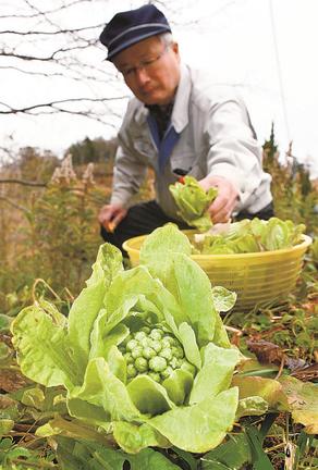 寒さに耐え、顔を出したフキノトウ＝出雲市斐川町直江