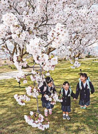 真新しいランドセルで桜を見る子どもたち＝松江市八束町波入、大塚山公園