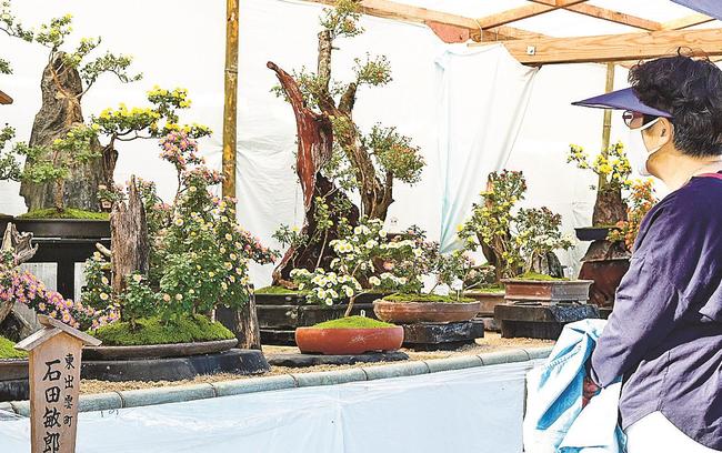 「盆栽花壇」の作品に見入る来場者＝松江市殿町、松江城山公園
