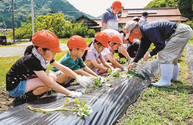 産直市の関係者と芋の苗を植える児童＝島根県邑南町井原