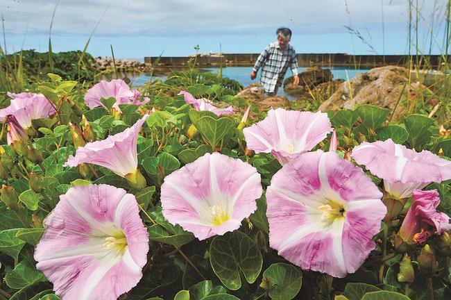 涼やかなピンク色の花を咲かせたハマヒルガオ＝島根県隠岐の島町北方、長尾田港