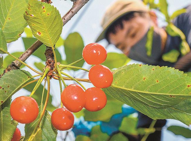 赤く色づき収穫期を迎えたサクランボ＝島根県邑南町矢上、石見雲海農園