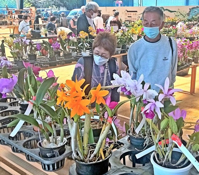 好みのランを探す来場者＝雲南市三刀屋町坂本、明石緑が丘公園