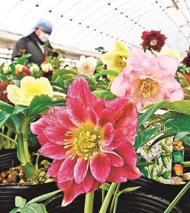ピンク、紫、黄色など色とりどりに花開いたクリスマスローズ＝出雲市斐川町沖洲、曽田園芸