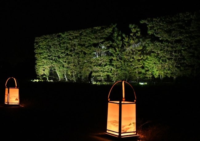 ライトアップされ、闇夜に浮かび上がった築地松=出雲市斐川町美南