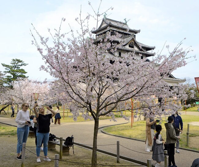 松江城周辺で桜を楽しむ花見客。間もなく満開を迎える＝３０日午後、松江市殿町