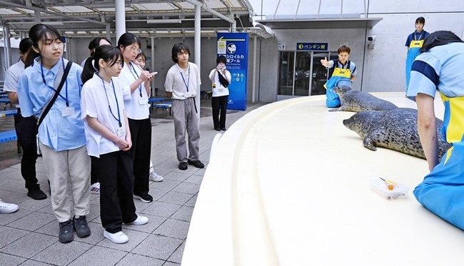 アザラシから採血する様子を見学する大学生＝浜田市・江津市、しまね海洋館アクアス