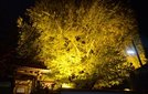 浄善寺の大イチョウ＝大田市三瓶町池田
